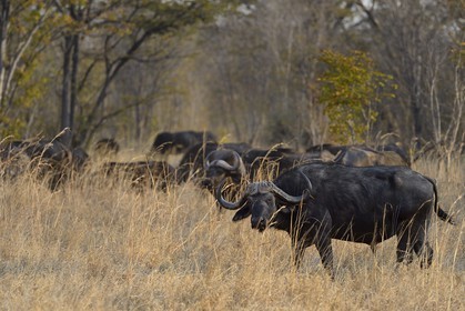 Zimbabwe, province de Matabeleland septentrional, parc national Hwange, buffles d'Afrique (Syncerus caffer)