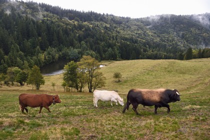 France, Vosges (88), Parc naturel régional des ballons des Vosges, Saint-Maurice-sur-Moselle, chaume des Neuf Bois, troupeau de vache Salers et Aubracs en bordure de foret