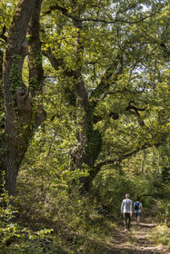 France, Var, Provence Verte (Green Provence), Bras, Academie du Bain de Foret Provencale (Academy of Forest Bathing in Provence), forest of the domaine Le Peyrourier - une campagne en Provence