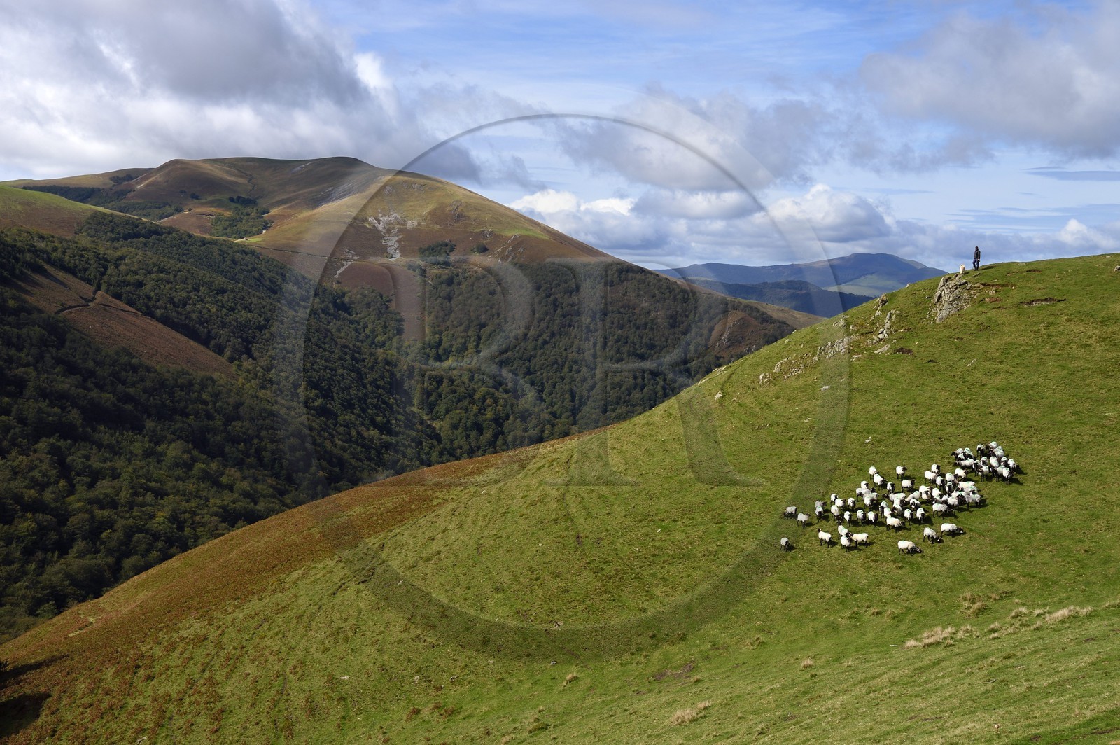 France, Pyrénées-Atlantiques (64), Pays-Basque, chemin de Saint-Jacques de Compostelle sur le GR 65 entre Saint-Jean-Pied-de-Port et Roncevaux vers le col de Bentarte, berger et son troupeau de brebis manech tête noire sur les pentes du Leizar Atheka
