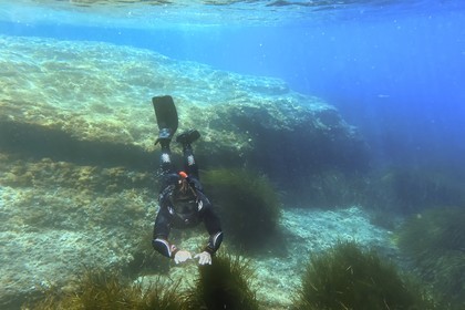 France, Var (83), Rayol-Canadel-sur-Mer, Domaine du Rayol, le jardin des Méditerranées, propriété du conservatoire du littoral mention obligatoire, le sentier marin, plongée en apnée dans l’herbier de posidonie