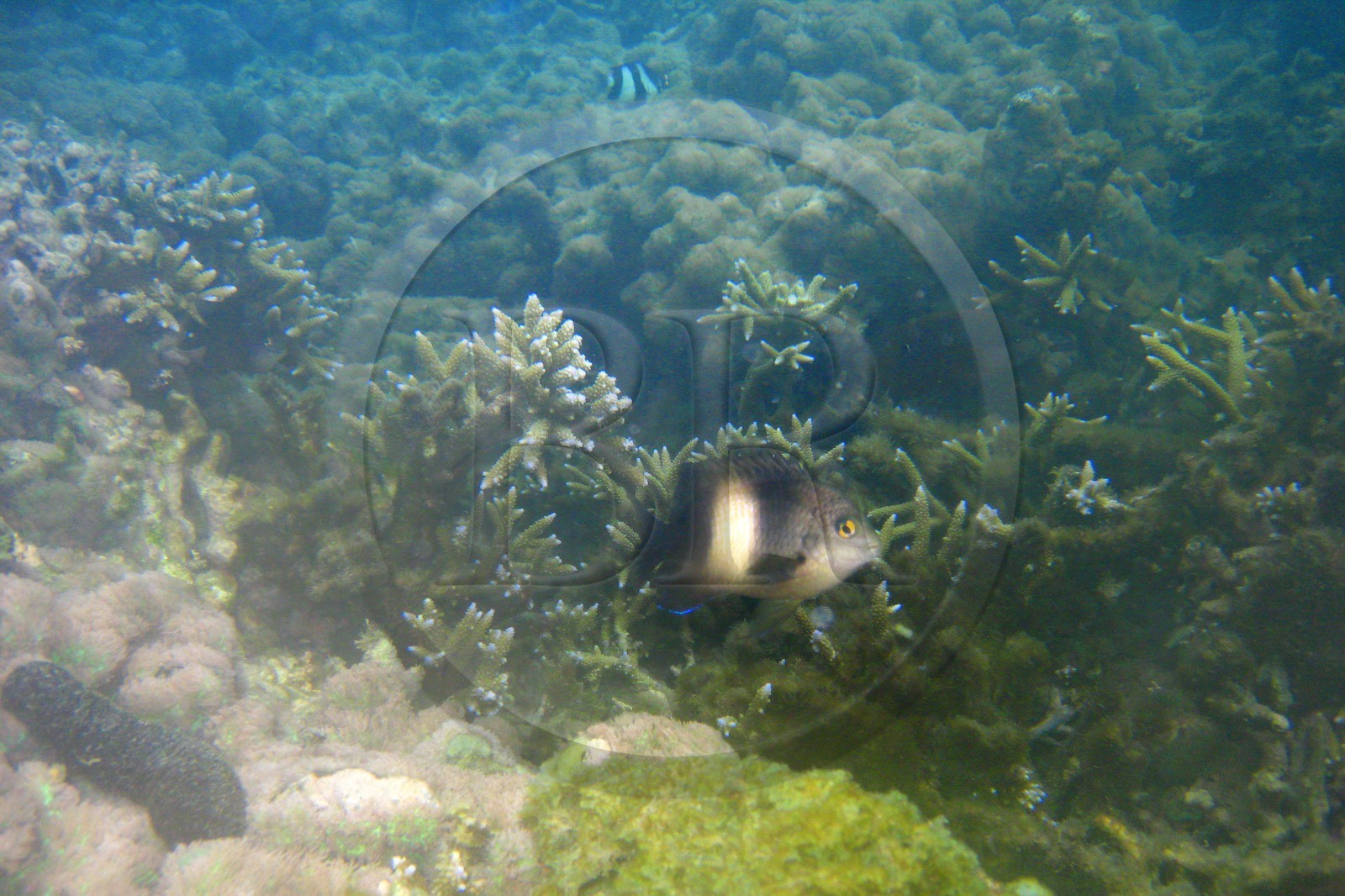 France, île de la Réunion, le récif corallien du lagon de la plage de Saint-Gilles et de l'Ermitage (vue sous-marine)