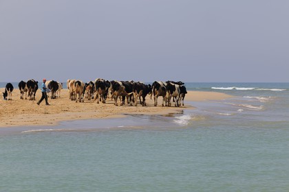 Maroc, région de l'Oriental, troupeau de vaches longeant la mer