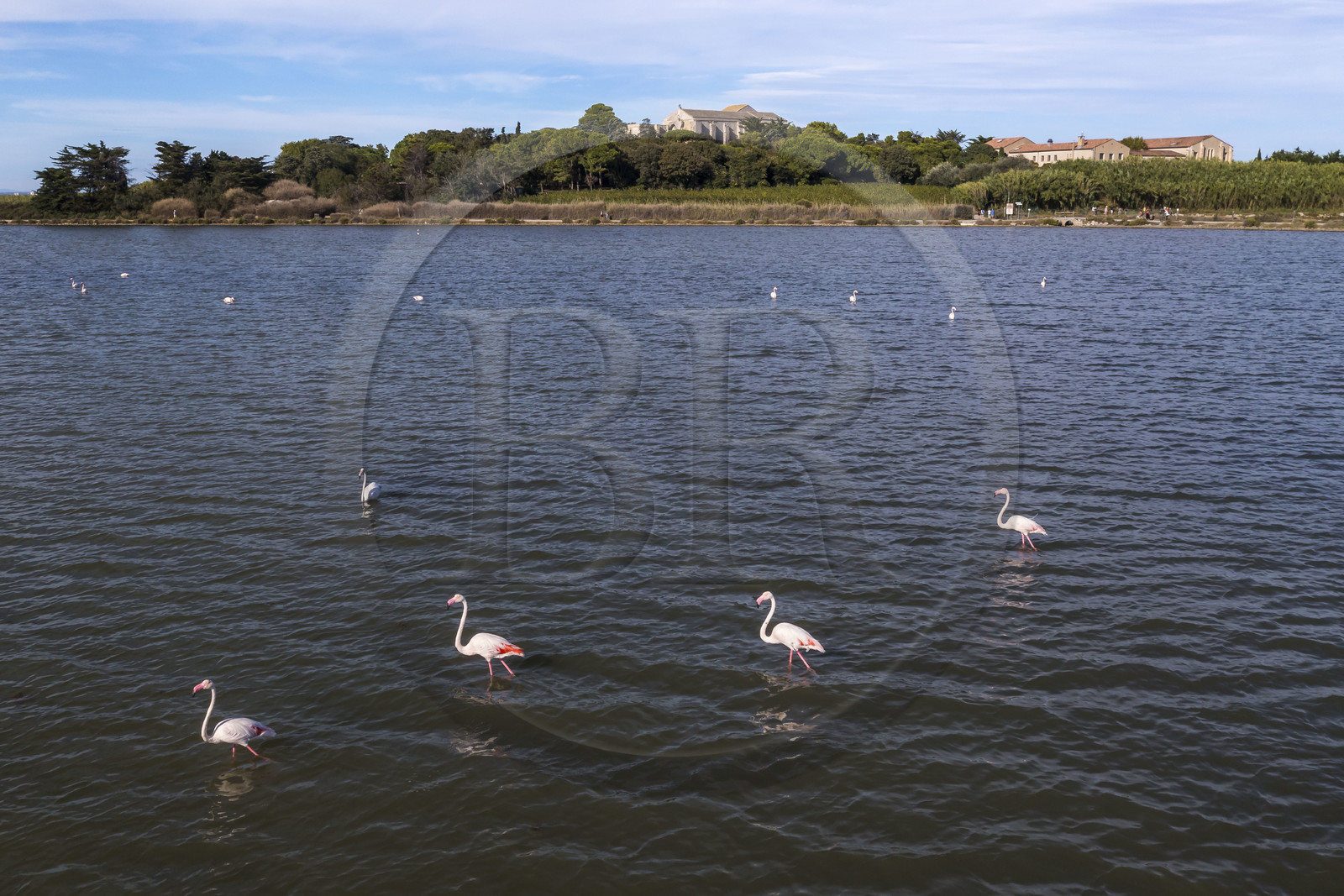 France, Hérault (34), Villeneuve-lès-Maguelone (Palavas-Les-Flots), flamants roses dans l'Etang de Pierre Blanche devant l'Ile de Maguelone et la cathédrale Saint-Pierre-et-Saint-Paul de Maguelone (vue aérienne) France, Herault, Villeneuve les Maguelone (Palavas Les Flots), pink flamingos in the Pierre Blanche pond in front of Maguelone Island and the Saint-Pierre-et-Saint-Paul de Maguelone cathedral (aerial view)