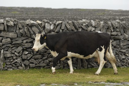 Republic of Ireland, County Galway, Aran Islands, Inishmaan, typical drystone walls delimiting each parcel of land