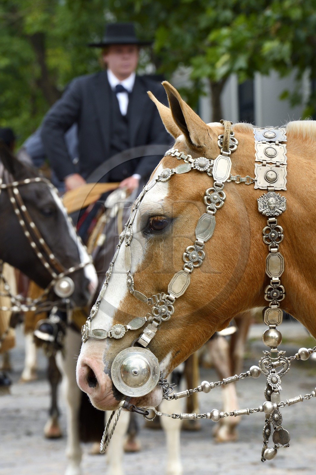 Argentine, province de Buenos Aires, San Antonio de Areco, fête du Jour de la Tradition (Dia de la Tradicion), travail d'orfèvre sur un harnais en argent utilisé lors de grandes occasions par un     estanciero (gaucho propriétaire d'un ranch)