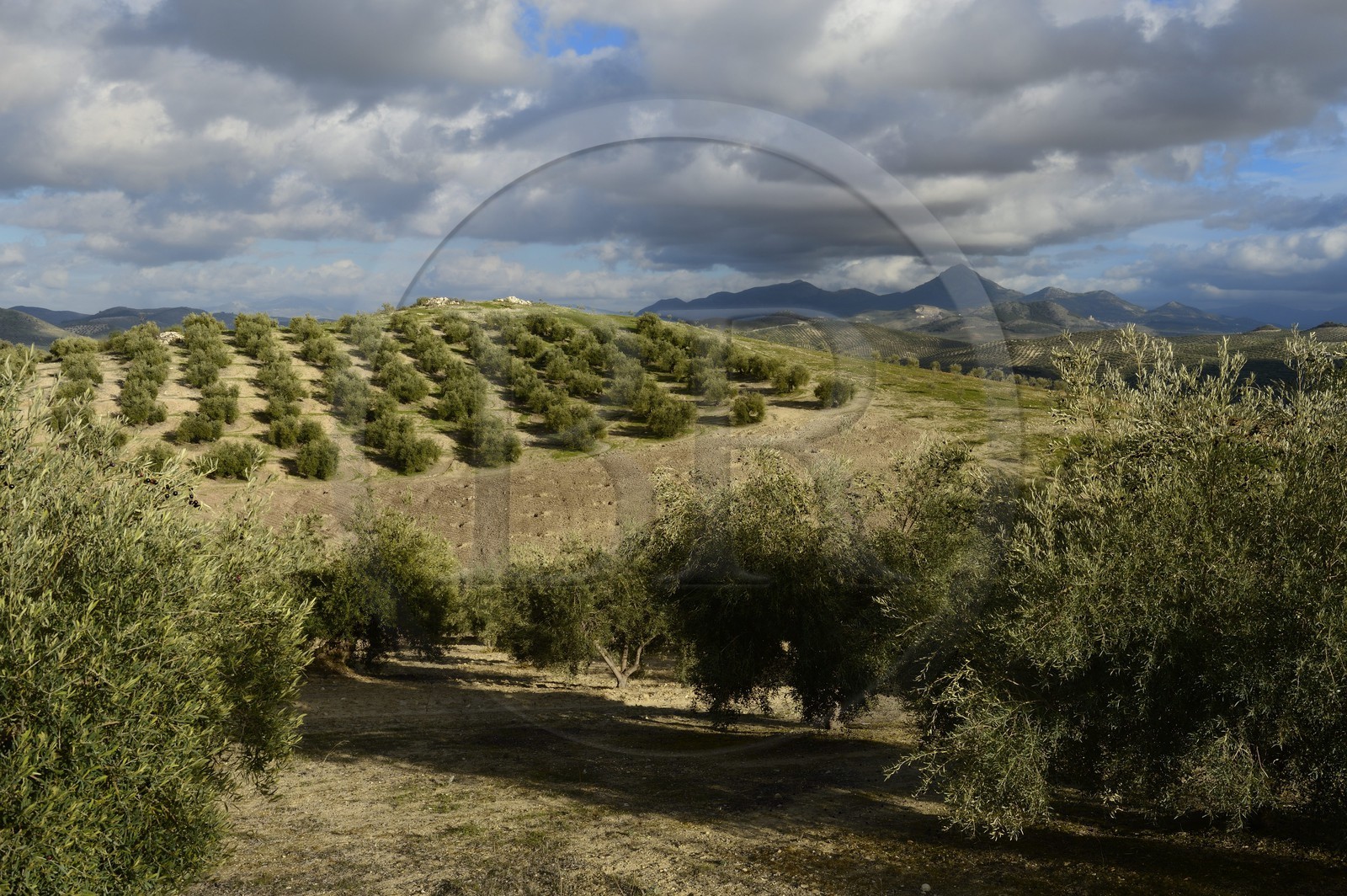 Espagne, Andalousie, province de Jaén, champs d'oliviers au sud de Martos entre Baena et Alcaudete, la Sierra Magina en arrière plan