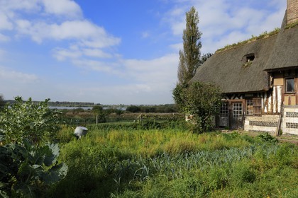 France, Eure (27), Marais-Vernier, maison traditionnelle à colombage et à toit de chaume, la Grande Mare en arrière plan
