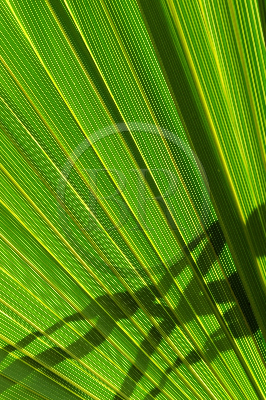 France, Ile de la Reunion, Petite Ile, jardin tropical, palme de palmier