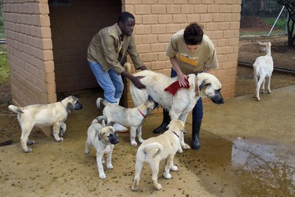 Namibia, Otjiwarongo, Cheetah Conservation Fund, research and education centre, CCF’s Livestock Guarding Dog Program has been highly effective at reducing predation rates and thereby reducing the inclination by farmers to trap or shoot cheetahs, Anatolian shepherd Kangal dog breeding