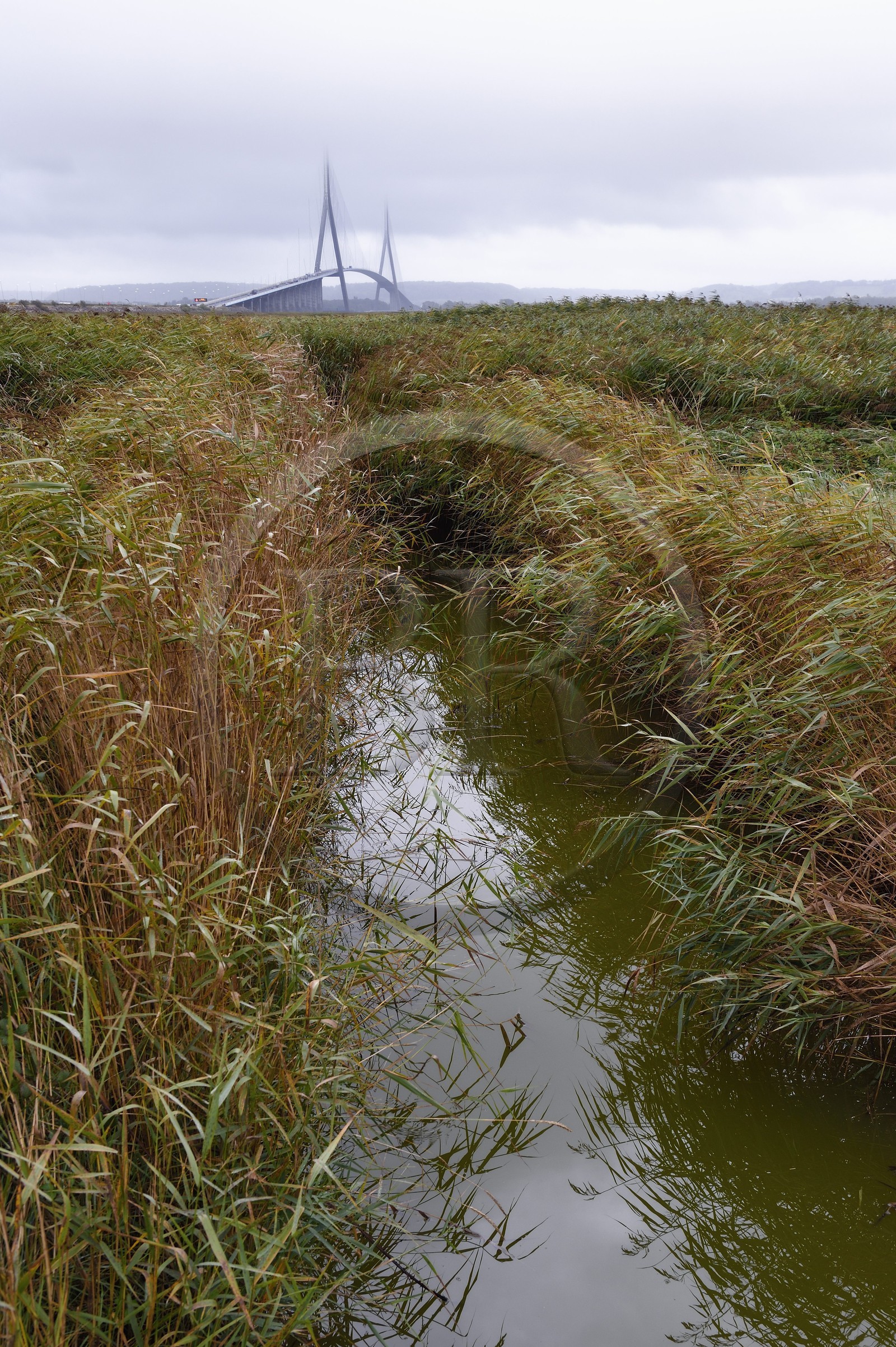 France, Seine-Maritime (76), Réserve Naturelle de l'estuaire de la Seine et pont de Normandie, sentier de découverte au coeur de la roselière