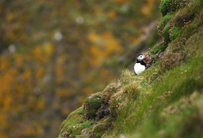 Royaume-Uni, Ecosse, les Shetland, Macareux moine