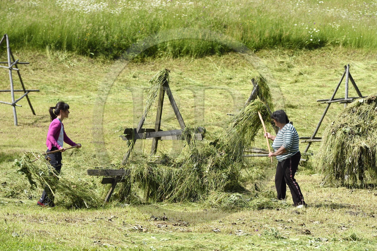 Roumanie, Transylvanie, région de Brasov, Moieciu de Sus dans les monts Fagaras dans les Carpates du Sud, paysannes mettant à sécher le foin
