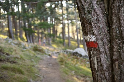 France, Corse du Sud, Alta Rocca, the GR 20 (Grande Randonnée itinerary) mark in the forest at the base of the Aiguilles de Bavella (Bavella Needles)