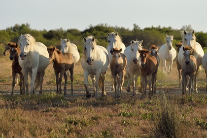 France, Bouches-du-Rhône (13), Parc naturel régional de Camargue, vers l'étang de Malagroy, manade Jacques Mailhan, chevaux de Camargue dans la sansouire