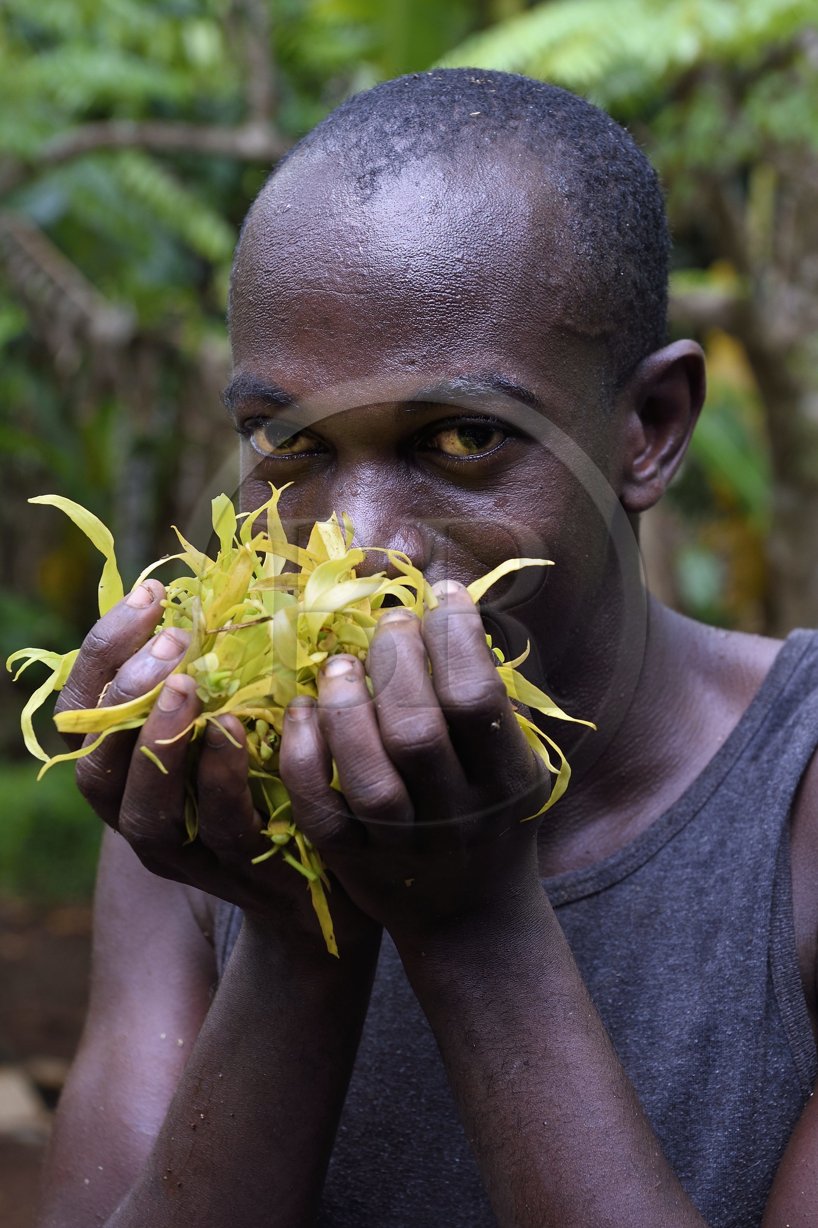 France, Ile de Mayotte, Grande-Terre, Ouangani, distillerie d'huile essentielle à base de pétales de fleurs d'ylang ylang (Cananga odorata) en alambic artisanal, Hassani Soulaimana co-dirigeant de Aromaoré