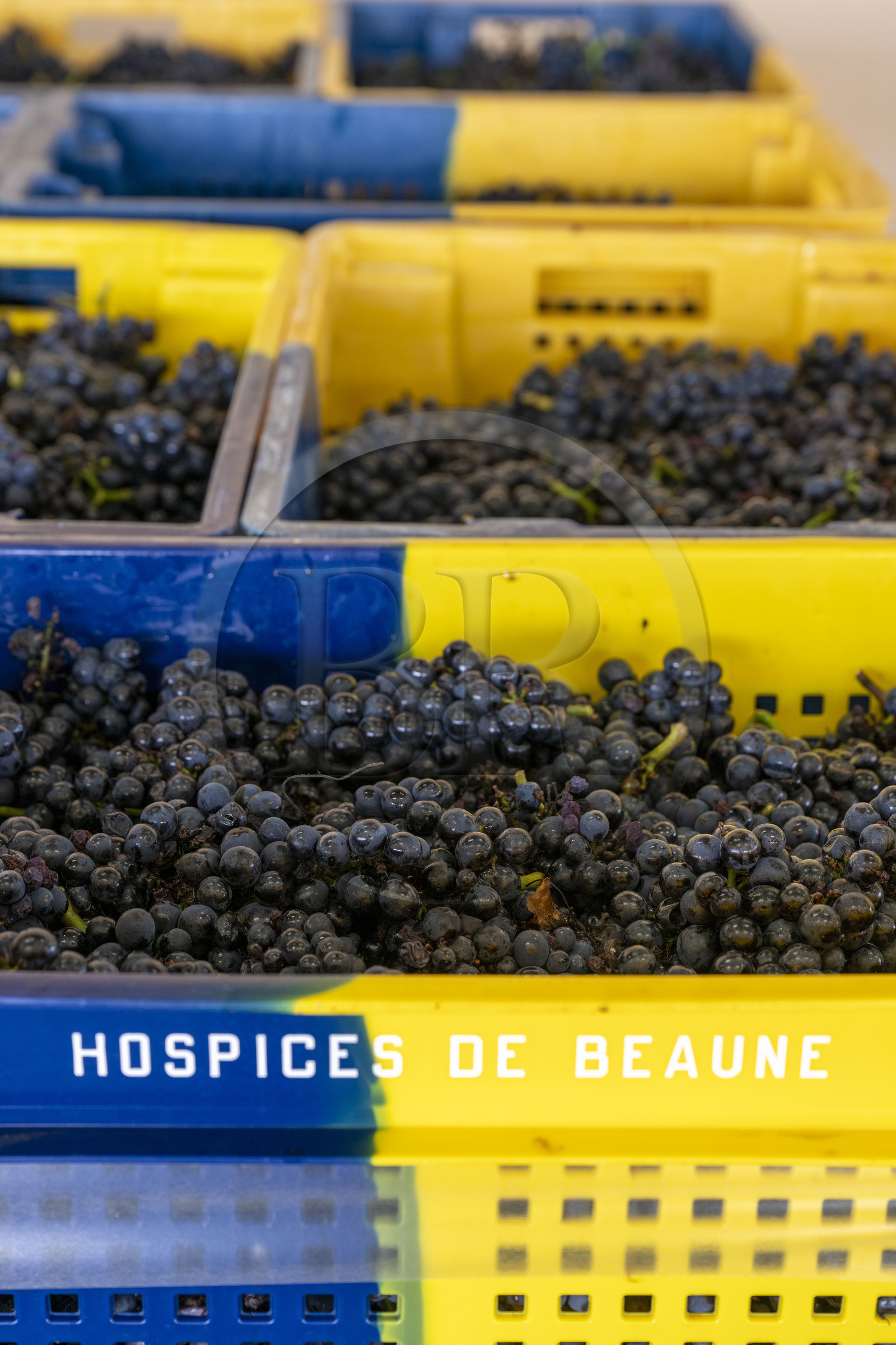 France, Côte-d'Or (21), les climats de Bourgogne classés Patrimoine Mondial de l'UNESCO, Beaune, Cuverie des Hospices de Beaune, grappes de raisins dans des caisses percées de 35 kg, un format idéal conçu pour ne pas abimer la vendange