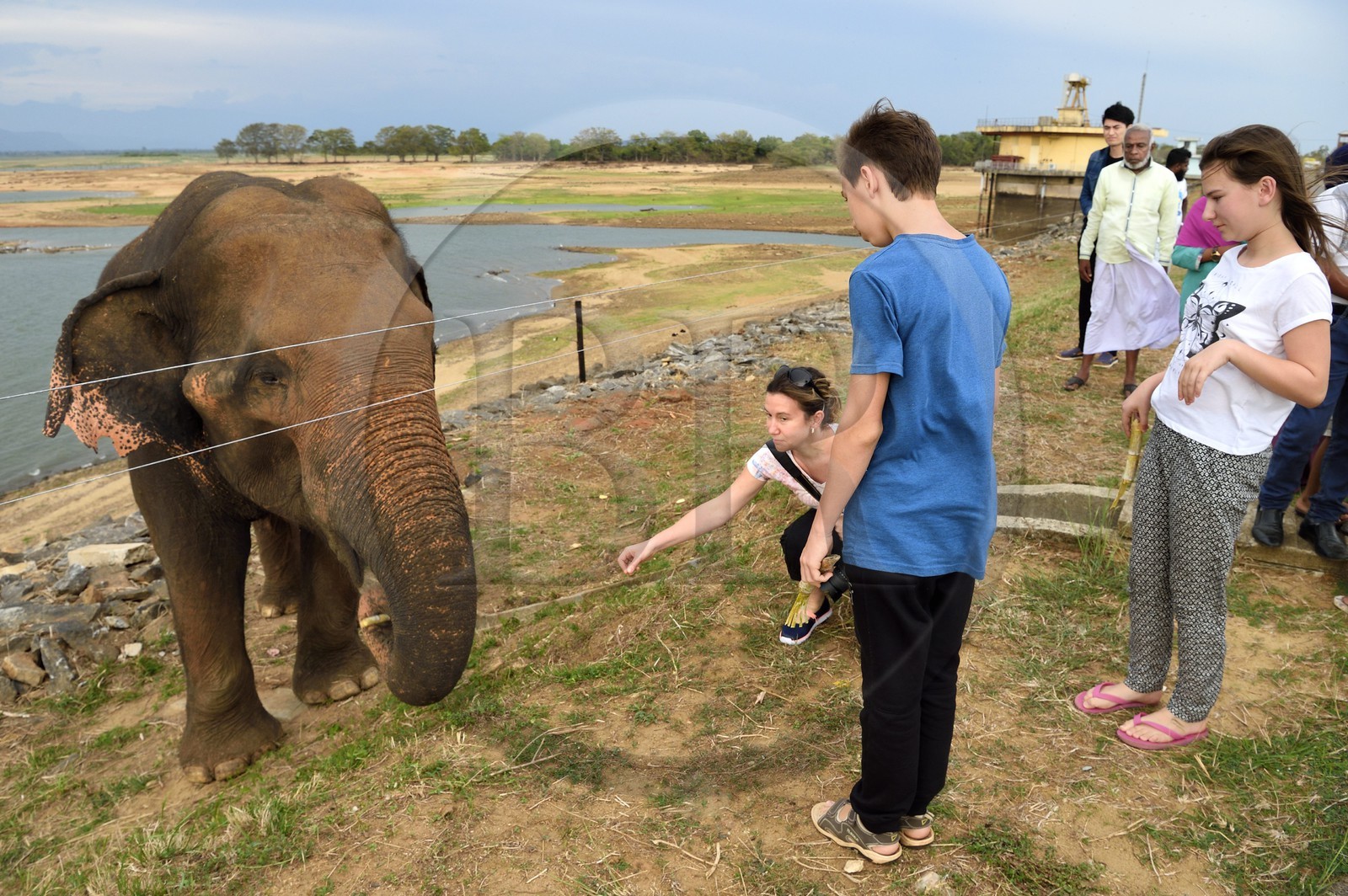 Sri Lanka, province d'Uva, éléphant (Elephas maximus) en bordure du Parc national d'Uda Walawe (Udawalawe National Park)