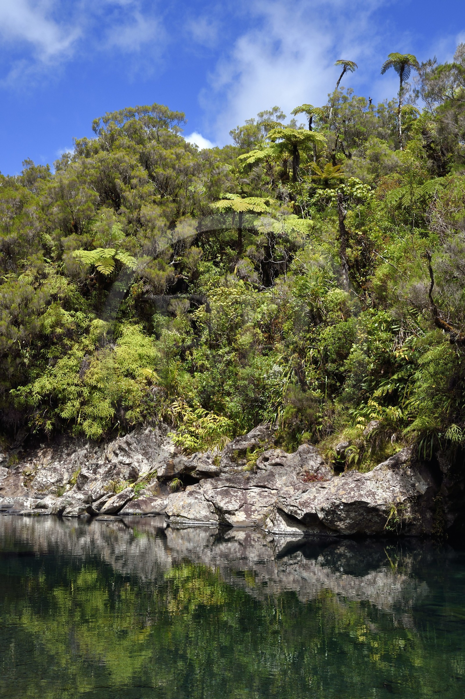 France, Ile de la Reunion, Parc National de la Réunion classé Patrimoine Mondial de l'UNESCO, La Plaine des Palmistes, forêt de Bébour, sentier de randonnée Cassé de Takamaka, Bassin des Hirondelles