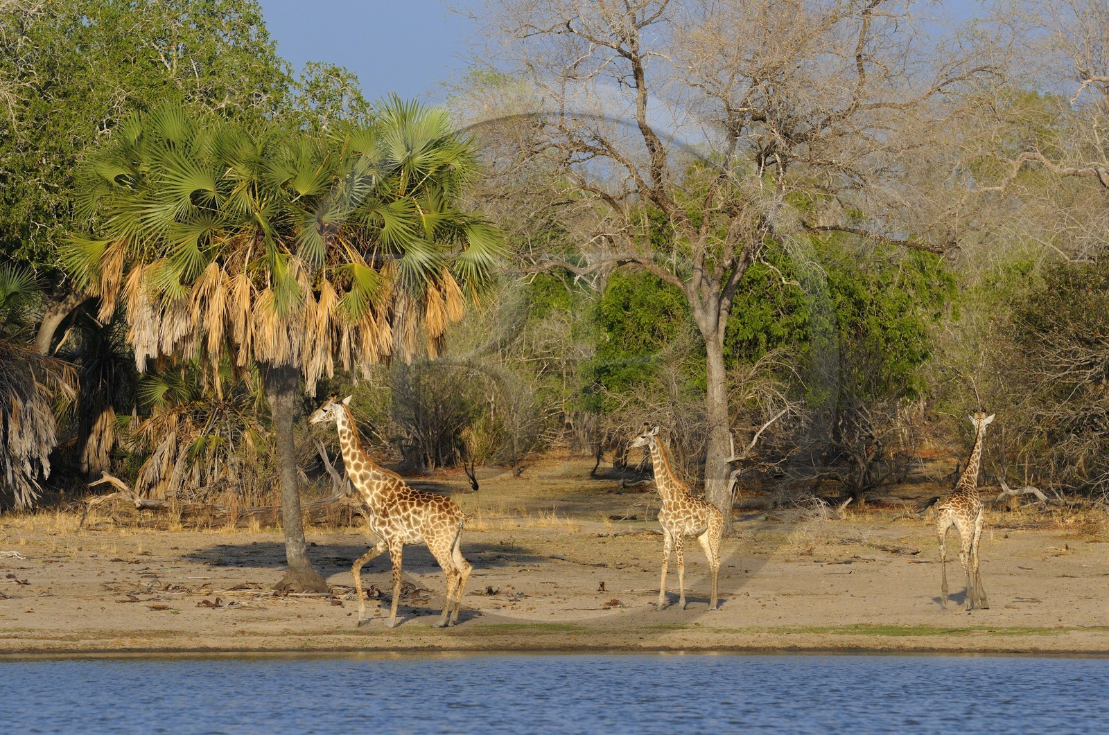Tanzanie, Reserve de gibier de Selous une des plus grandes zones protégées au monde et inscrite sur la liste du patrimoine mondial de l’Unesco depuis 1982, girafes (Giraffa camelopardalis) en bordure d'un des lacs formées par la rivière Rufiji