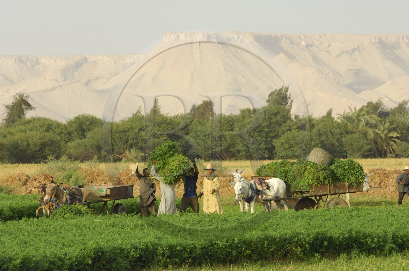 Egypte, désert libyque, oasis de Dakhla, travaux des champs