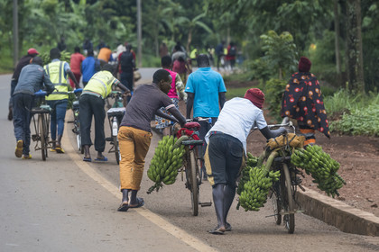Rwanda, Province de l’Est, Kayonza, transport de régime de bananes plantain sur bicyclette sur la route de l'Akagera, les bicyclettes sont le principal moyen de transport local