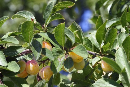 France, mirabellier qui est une variété de prunier, mirabelles dans l'arbre
