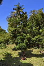 Caribbean, Dominica Island, Soufrière, in the mountains of the south of the island along Segment 1 of the Waitukubuli National Trail between Scotts Head Village and Soufriere Estate, cow under a tree