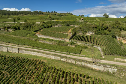 France, Côte-d'Or (21), les climats de Bourgogne classés Patrimoine Mondial de l'UNESCO, Route des Grands Crus, vignoble de la Côte de Beaune, Pommard, vignoble où les Hospices de Beaune possèdent des parcelles (vue aérienne)