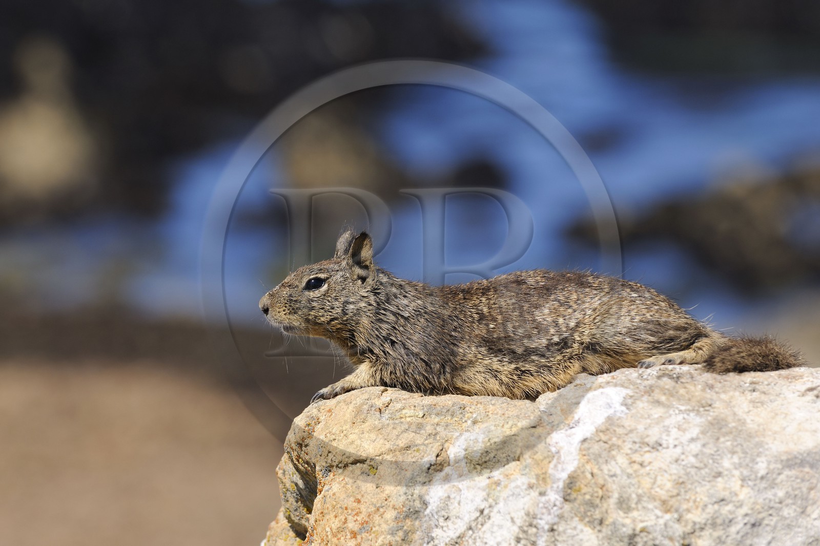 Etats-Unis, Californie, 17 mile drive, écureuil