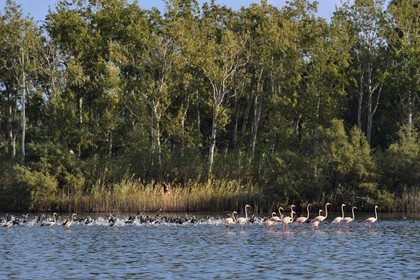 France, Haute-Corse (2B), l'étang de Biguglia (stagnu di Chjurlinu), réserve naturelle de Corse (RNC), Flamants roses (Phoenicopterus roseus) et foulques macroules (Fulica atra)