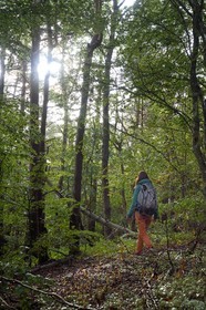 France, Ardèche (07), parc naturel régional des Monts d'Ardèche, massif du Mézenc, forêt de Lac-d'Issarlès, randonneuse dans la hêtraie de Montchamp
