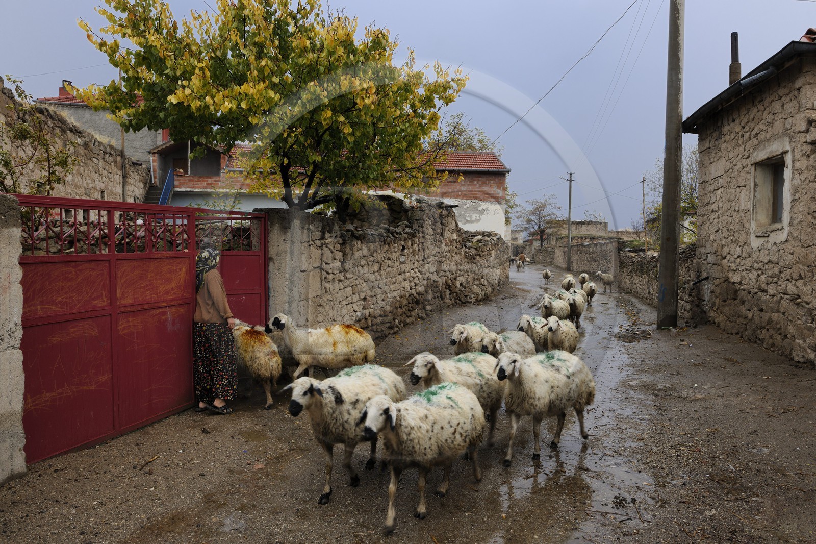 Turquie, Anatolie Centrale, province de Aksaray, Cappadoce, village de Dermici (Un village anatolien : Récit d'un instituteur paysan (Terre humaine) de Mahmut Makal), retour des moutons