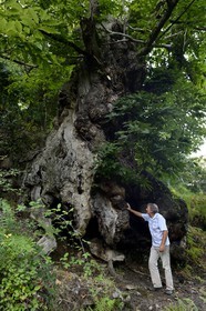 France, Haute Corse, Castagniccia, village of Carcheto, the writer Jean-Claude Rogliano and the famous chestnut tree that is the main character of his book The Shepherd of the dead, Mal'Concilio