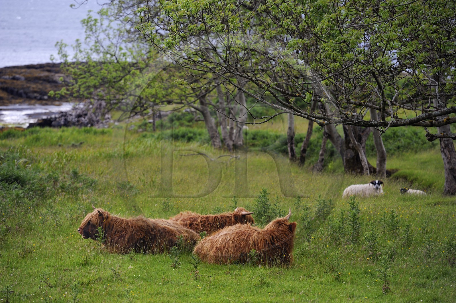 Royaume-Uni, Ecosse, Highland, Hébrides intérieures, Ile de Mull, vaches de race Highland