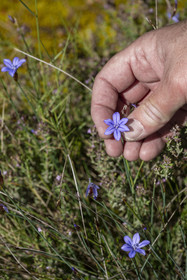 France, Vaucluse (84), Dentelles de Montmirail, Vaison-la-Romaine, aphyllanthe de Montpellier (Aphyllanthes monspeliensis), ou œillet bleu de Montpellier