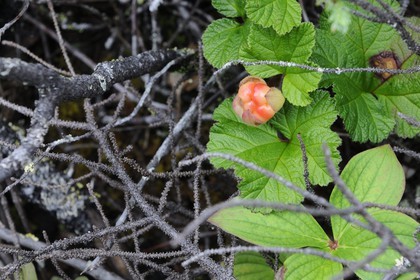 Canada, province du Québec, Côte Nord, Havre-Saint-Pierre, le Parc National Archipel de Mingan dans le golfe du Saint Laurent, le Chicouti