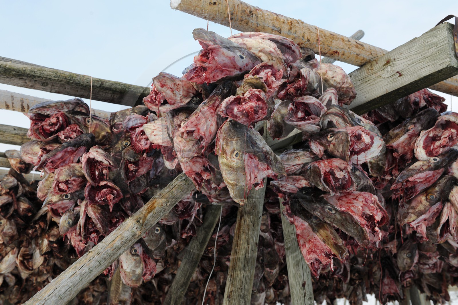 Norvège, Nordland, Iles Lofoten, Ile de Moskenes, le port de pêche de Reine, accrochage de têtes de cabillaud (morue) pour le séchage