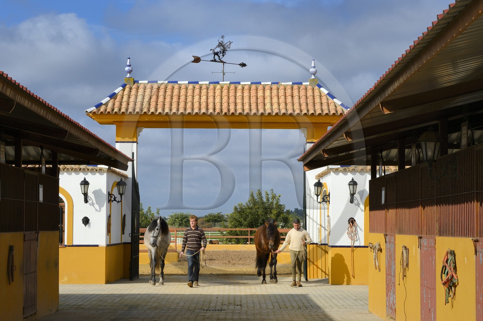 Espagne, Andalousie, province de Séville, Utrera, le haras Ayala (Yeguada Ayala), Pure race espagnole ou PRE (Pura Raza Espanola)