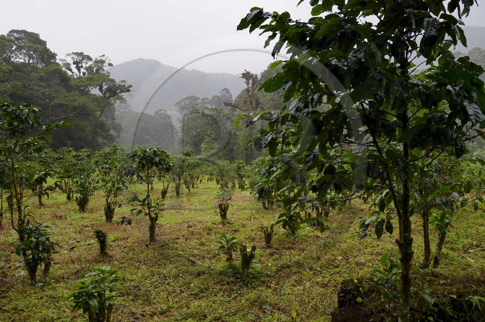 Panama, province de Chiriqui, Boquete, plantation de café Finca Lerida sur les pentes du volcan Baru