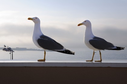 France, Hérault (34), Sète, mouettes