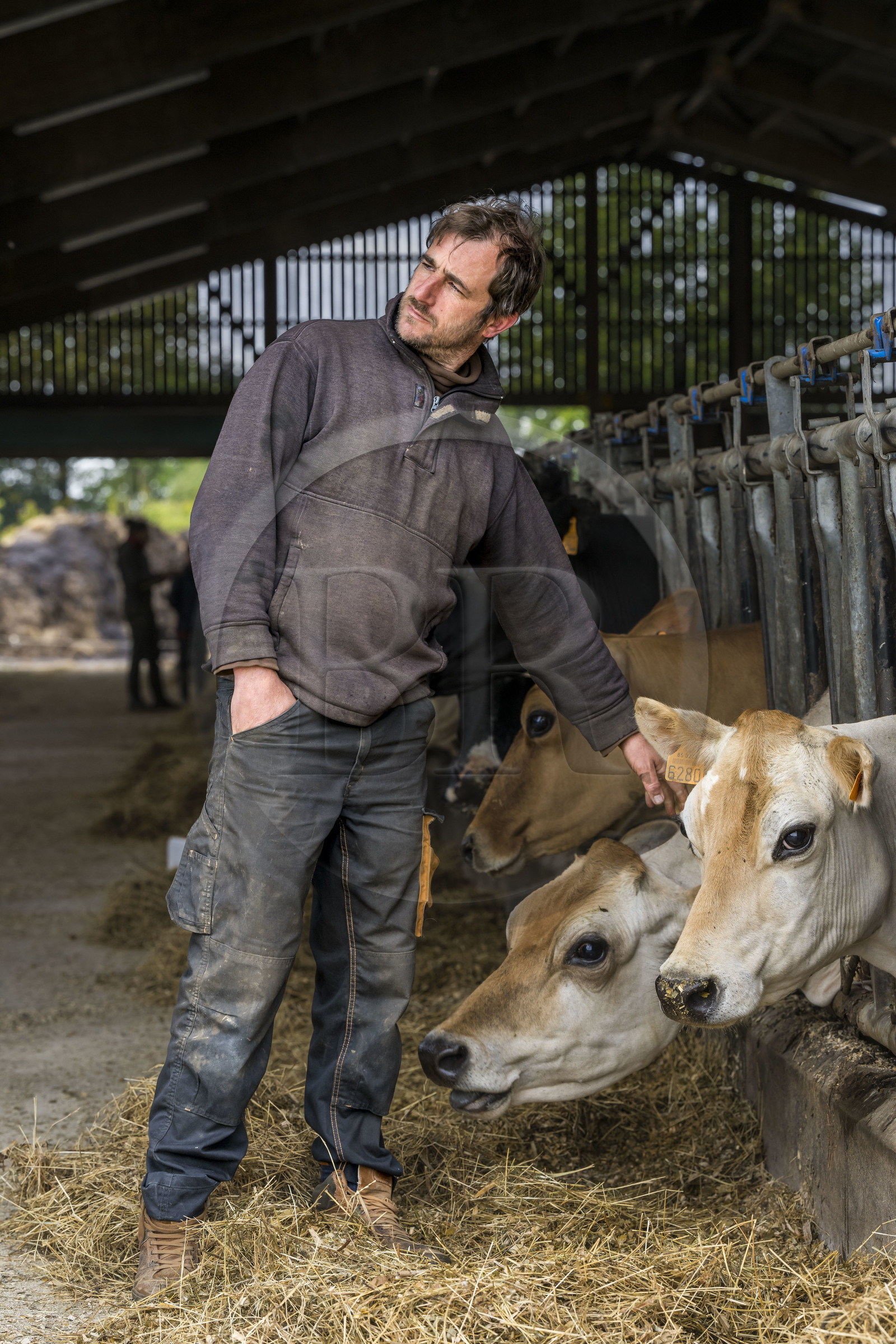 France, Vendée (85), Saint-Mesmin, ferme bio Epicoeur de la Rambaudière, Nicolas Audouin élève avec son épouse Charlotte un troupeau de 70 vaches laitières