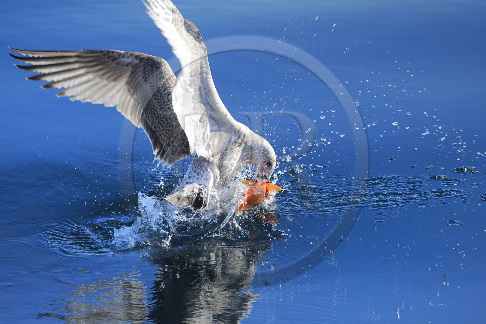 Norway, Nordland County, Lofoten Islands, gull fushing