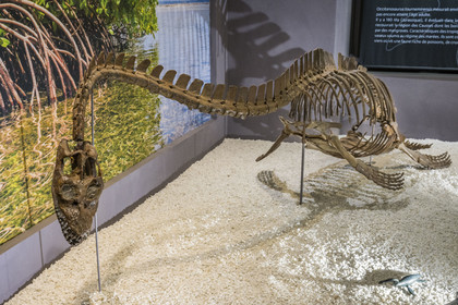 France, Aveyron (12), Millau, musée de Millau et des Grands Causses installé dans l'Hotel de Pegayrolles, reconstitution du occitanosaurus tournemirensis, Elasmosaure de Tournemire