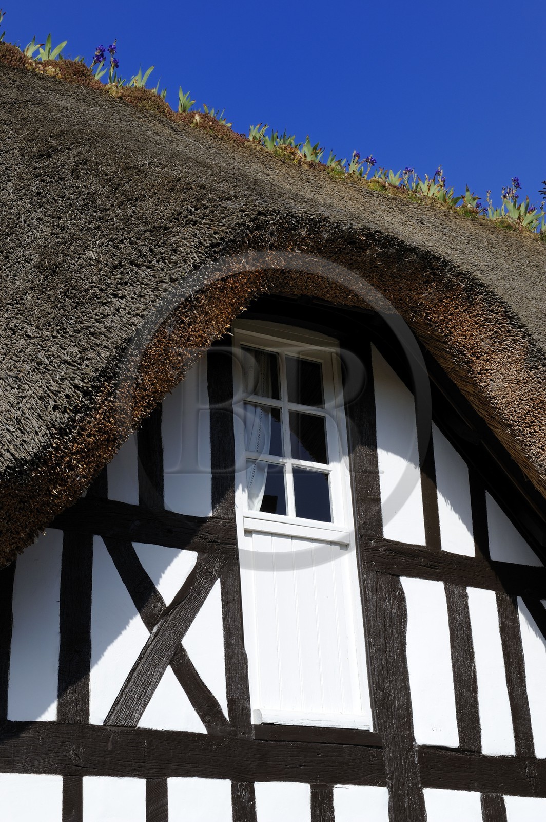 France, Seine-Maritime (76), Port Jumièges, maison normande à colombages