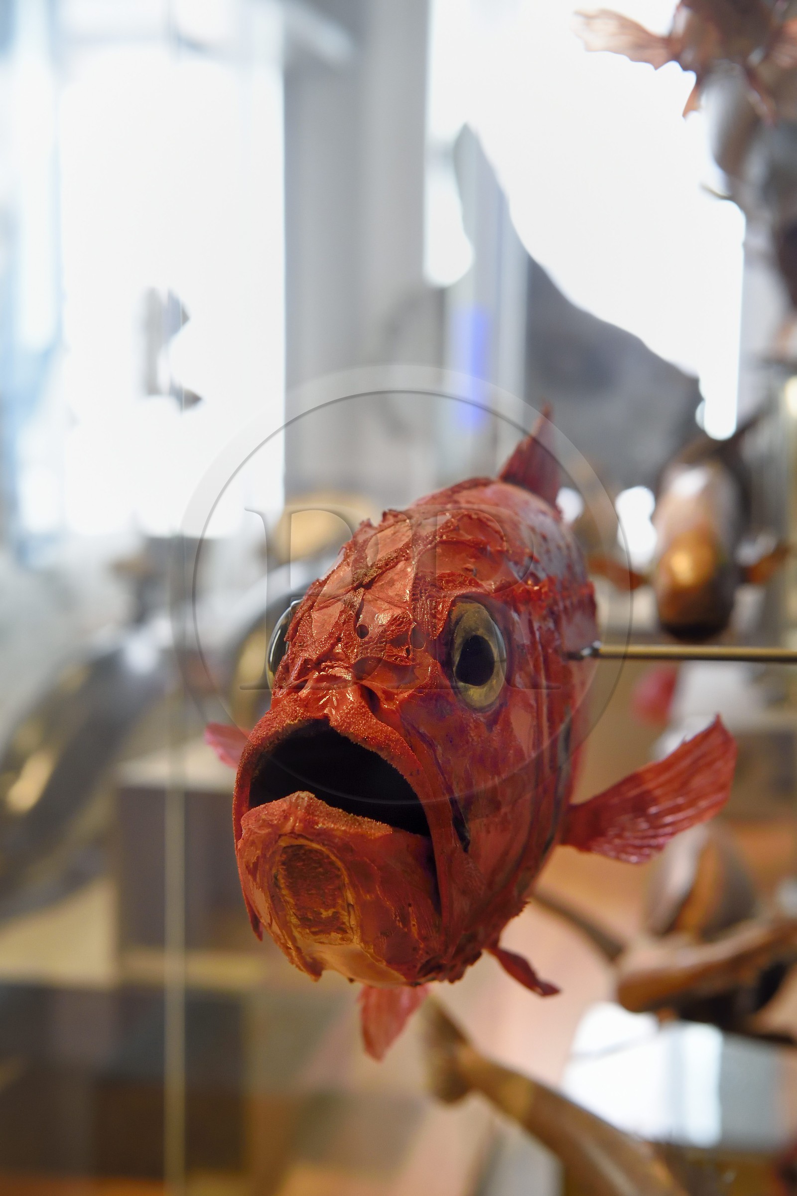 France, Charente-Maritime (17), La Rochelle, le Muséum d'histoire naturelle (muséum Lafaille), galerie de zoologie