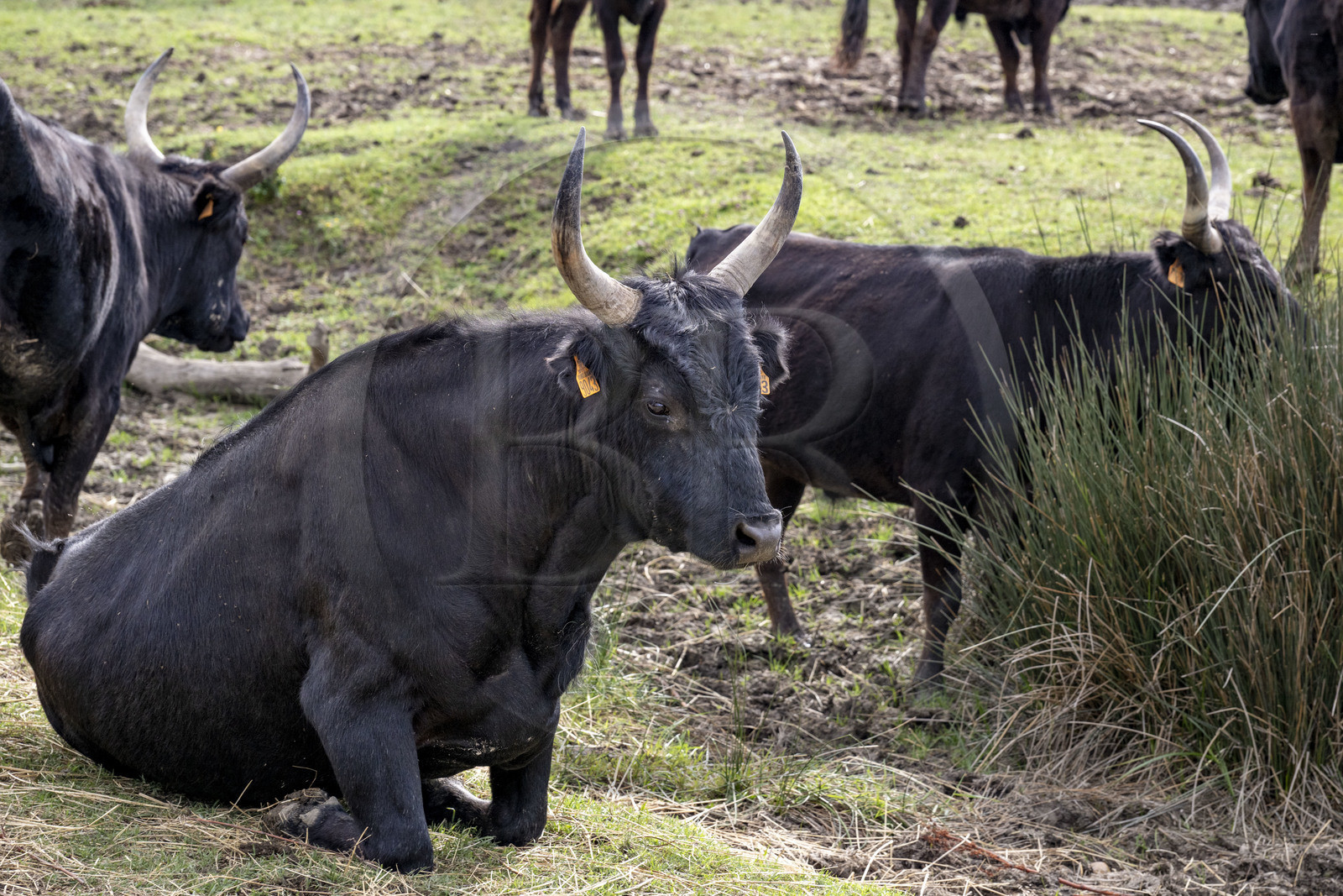 France, Gard (30), Saint-Gilles du Gard, manade Pierre Aubanel & fils, taureaux camarguais appelés Raço di Biou