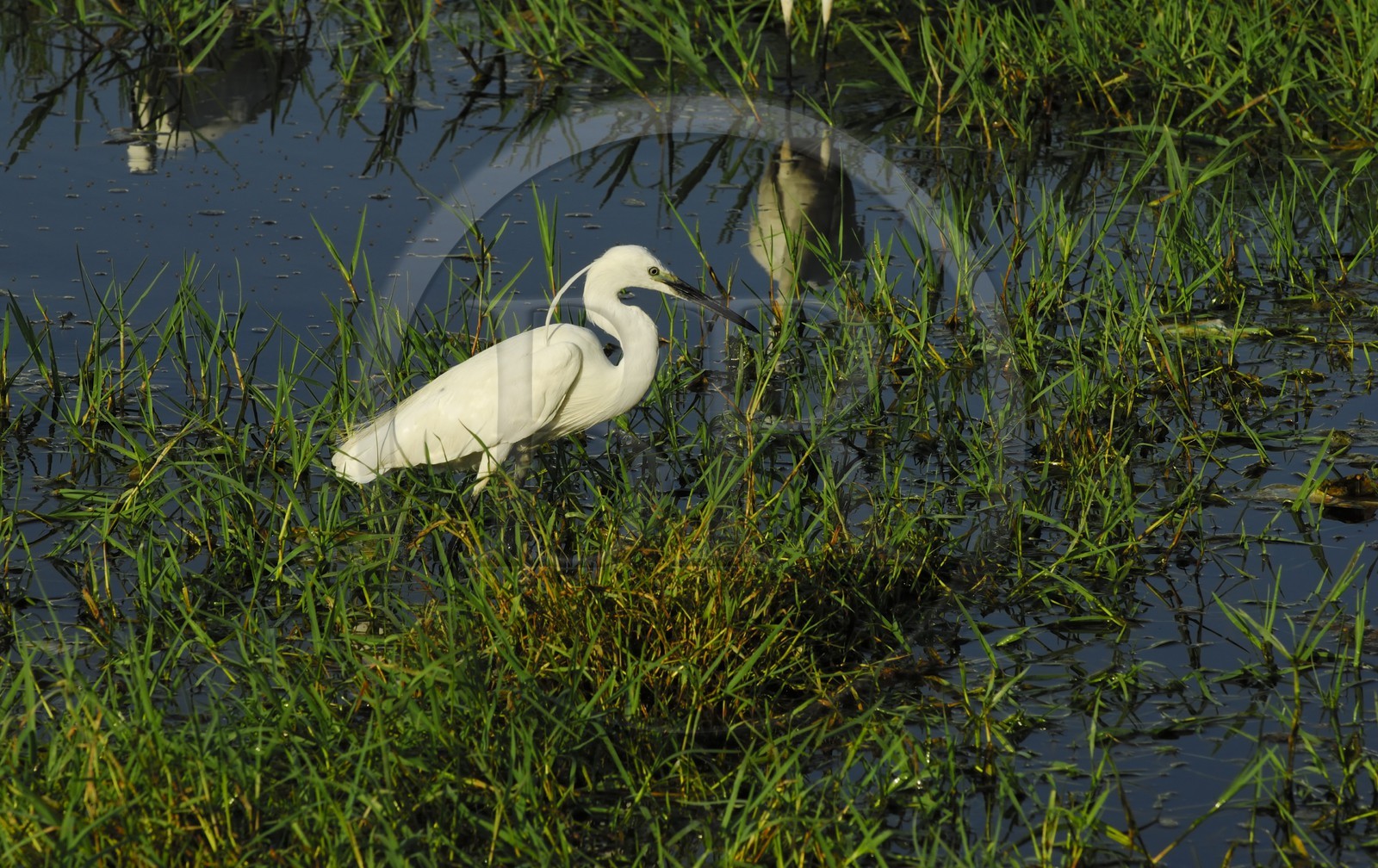Egypte, Haute Egypte, Nubie, vallée du Nil, Assouan, la rive ouest, Aigrette garzette (Egretta garzetta)