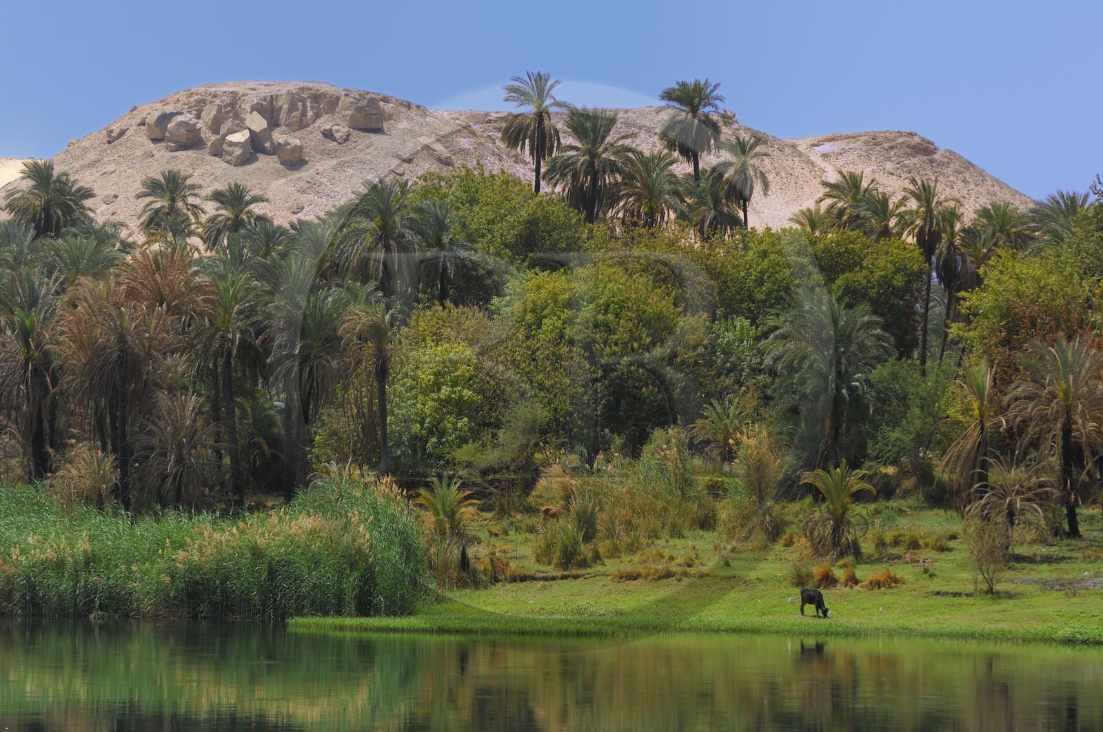 Egypte, Haute Egypte, vallée du Nil, le Nil entre Kom Ombo et Assouan