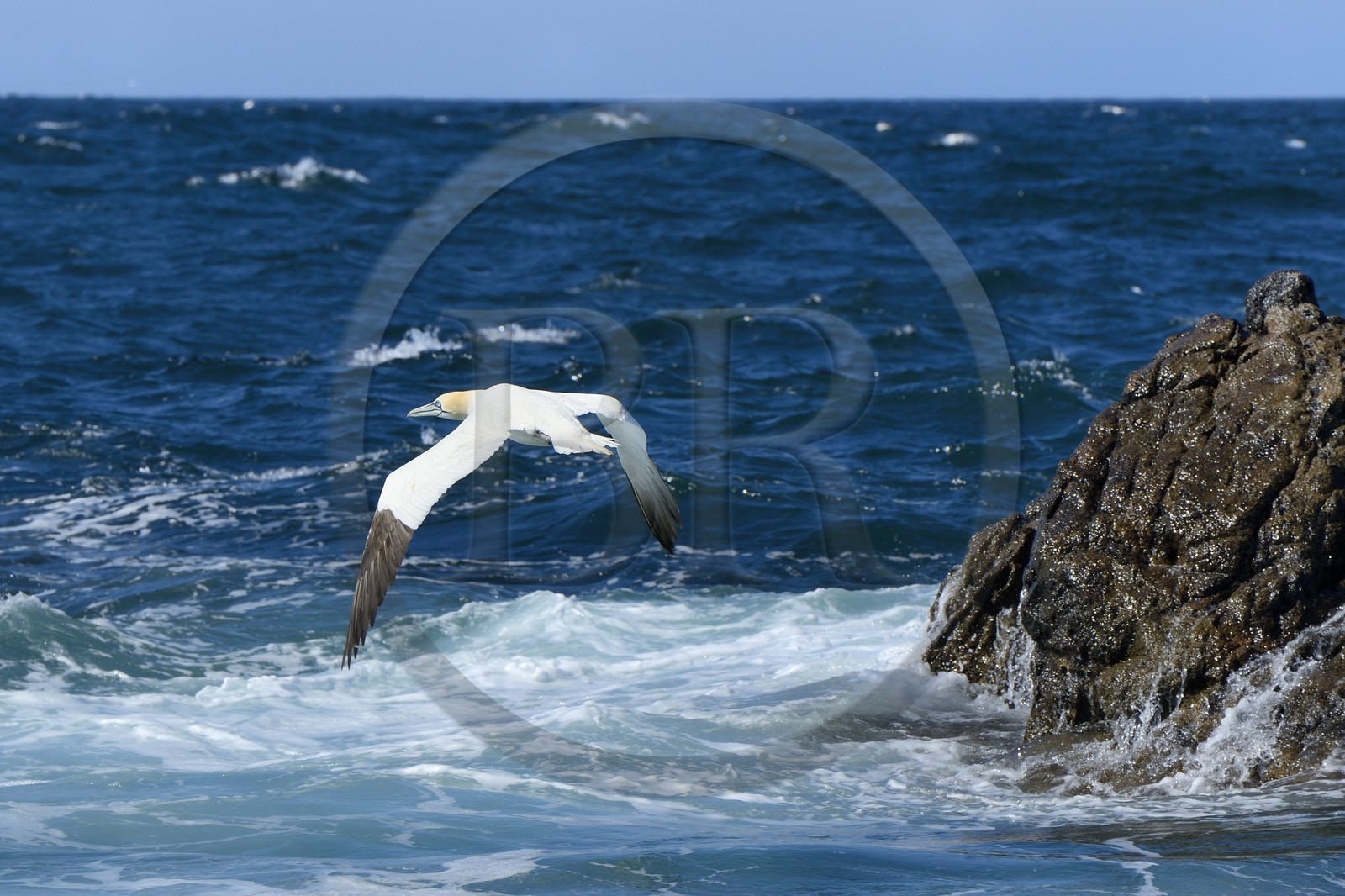 France, Côtes-d'Armor (22), Perros-Guirec, archipel et réserve ornithologique de Sept-Iles, Ile Rouzic, colonie de fous de Bassan (Morus bassanus)